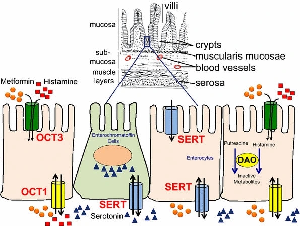 Prediction and validation of enzyme and transporter off-targets for metformin