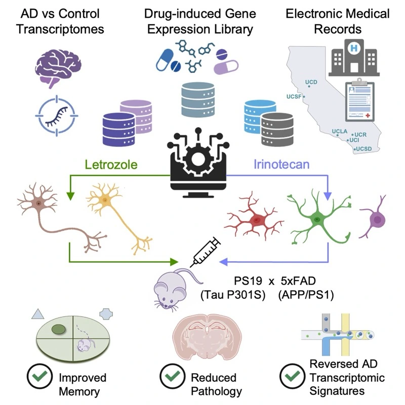 Cell-type-directed network-correcting combination therapy for Alzheimer's disease