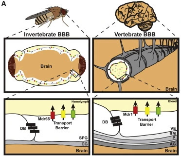 Evolutionarily Conserved Roles for Blood-Brain Barrier Xenobiotic Transporters in Endogenous Steroid Partitioning and Behavior