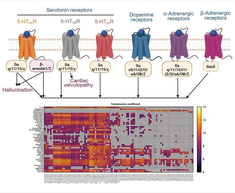 The polypharmacology of psychedelics reveals multiple targets for potential therapeutics