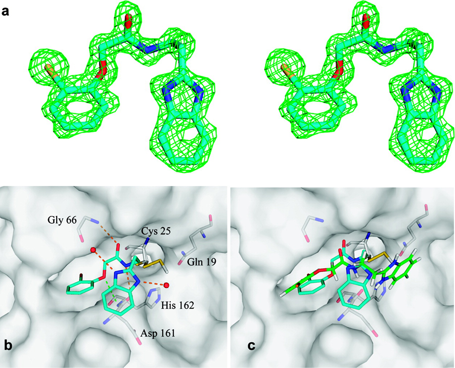 Complementarity between a docking and a high-throughput screen in discovering new cruzain inhibitors