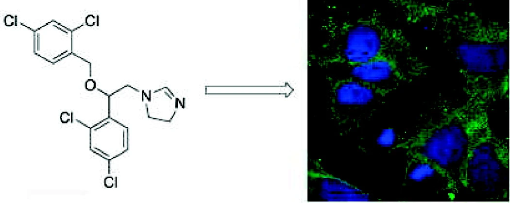 Prediction and evaluation of protein farnesyltransferase inhibition by commercial drugs