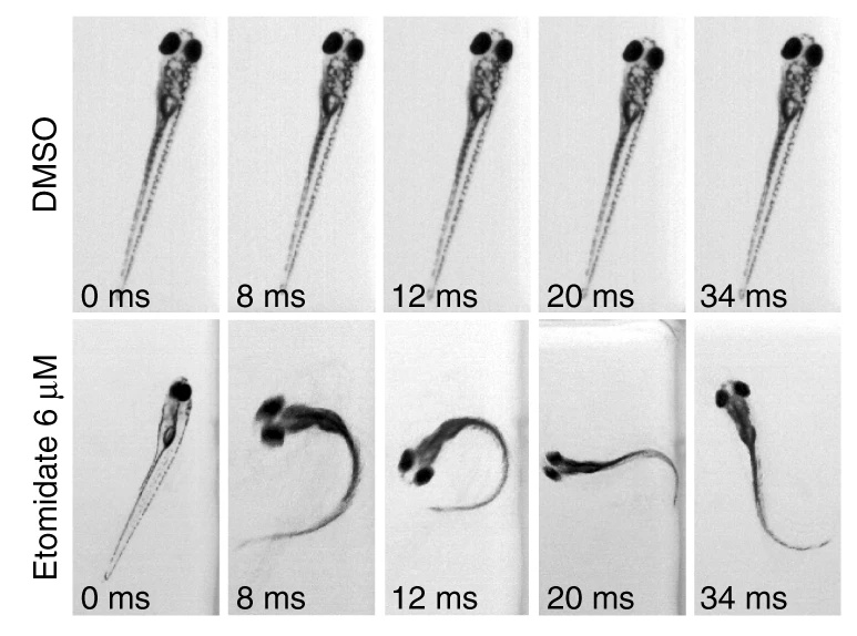 Zebrafish behavioural profiling identifies GABA and serotonin receptor ligands related to sedation and paradoxical excitation