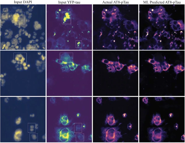 Trans-channel fluorescence learning improves high-content screening for Alzheimer's disease therapeutics