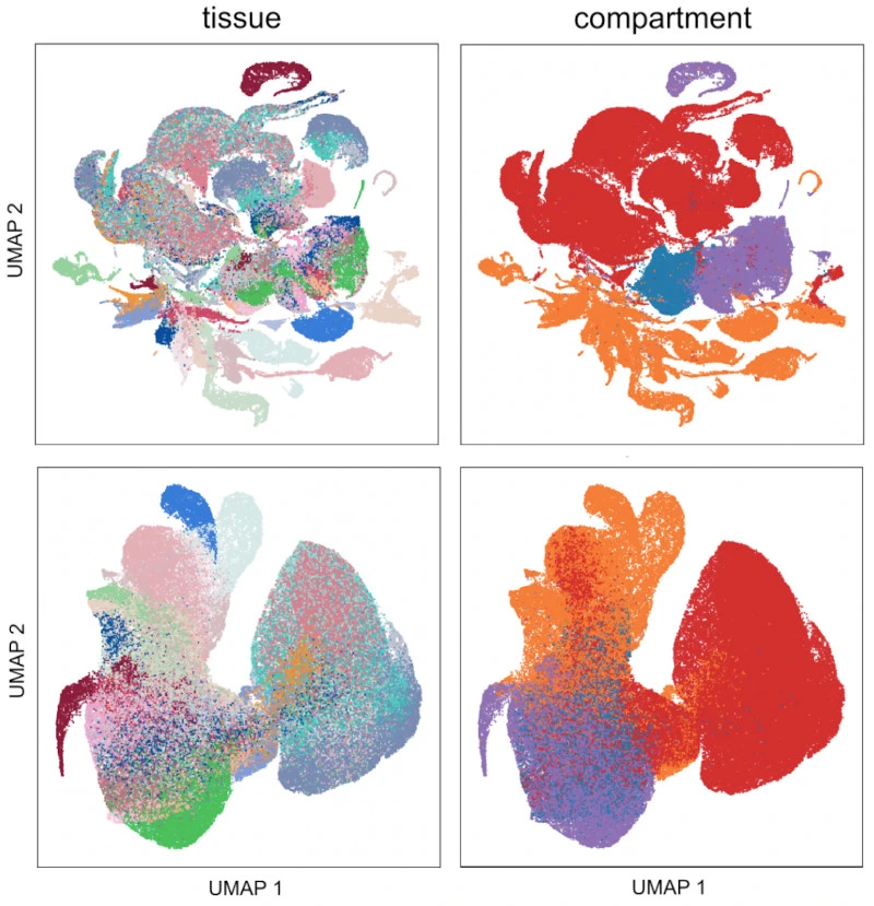 A single-cell gene expression language model