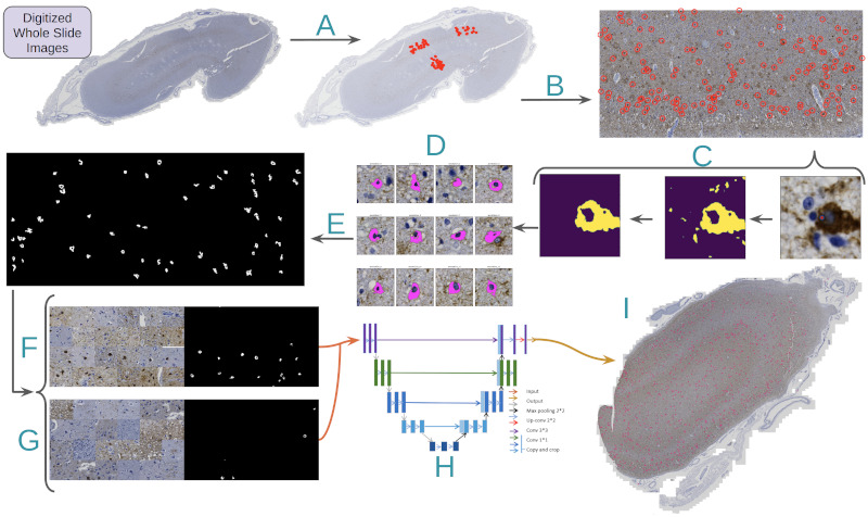 Learning precise segmentation of neurofibrillary tangles from rapid manual point annotations