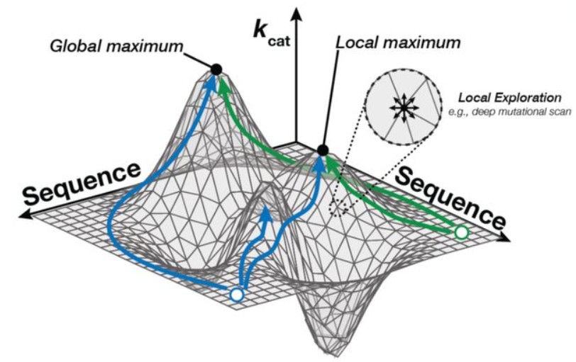 Evolutionary-scale enzymology enables biochemical constant prediction across a multi-peaked catalytic landscape